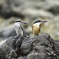 Sacred Kingfishers (imm + ad) on Normanby Island<br />Canon EOS 7D + EF400 F5.6L